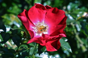 Bee red rose GG